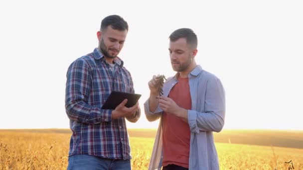 Twee Landbouwers Die Een Veld Staan Sojateelt Vóór Oogst Onderzoeken — Stockvideo