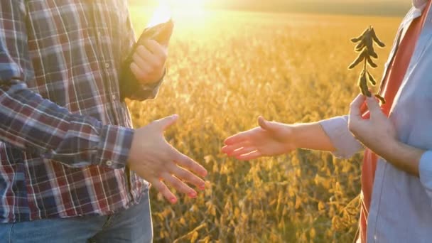 Händedruck Auf Dem Sojabohnenfeld Zwei Bauern Stehen Spätsommer Freien Auf — Stockvideo