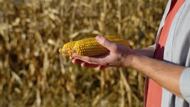Найкрасивіший Агроном Кукурудзяному Полі Вивчення Культур Перед Збиранням Врожаю Концепція — стокове відео