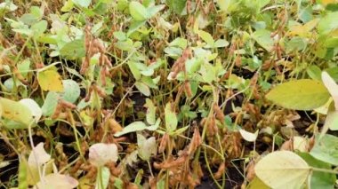 Mato Grosso State, Brezilya 'da seçici odaklı soya bitkisinin ayrıntıları.