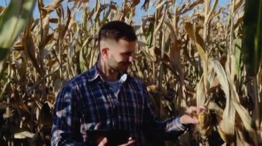 Agronomist mısırları tabletle hasat etmeye hazır mı diye kontrol ediyor. Çiftçi portresi.