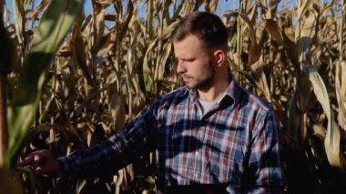 Agronomist mısırları tabletle hasat etmeye hazır mı diye kontrol ediyor. Çiftçi portresi.