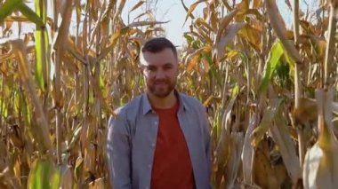 Teftiş için mısır tarlası boyunca yürüyen Kafkas tarım işçisi. Hasat bakım konsepti.