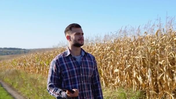 白人农场工人沿着玉米地散步进行检查 收获照料概念 — 图库视频影像