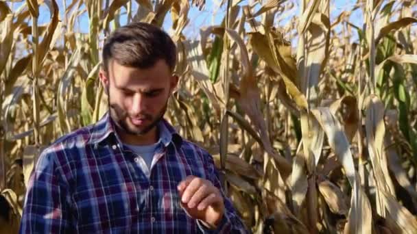 Agrónomo Revisando Maíz Está Listo Para Cosecha Retrato Del Agricultor — Vídeo de stock