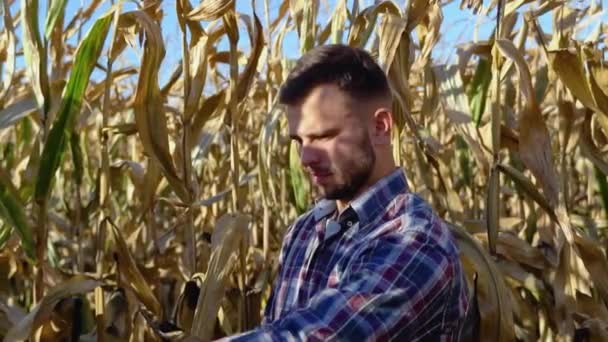 Agronomist Sprawdzanie Kukurydzy Jeśli Gotowy Zbiorów Tabletek Portret Rolnika — Wideo stockowe