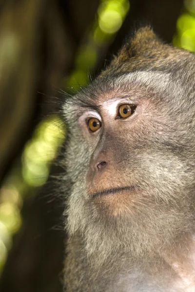 Monkey — Stock Photo, Image