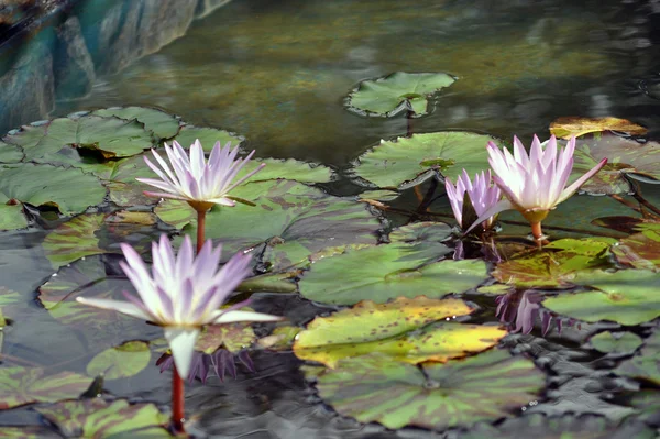 Upadek woda lillies — Zdjęcie stockowe