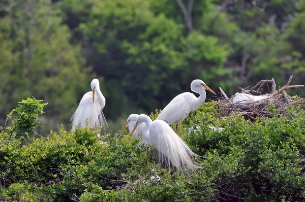 Egrets nevado - O jogo de nidificação Fotografias De Stock Royalty-Free