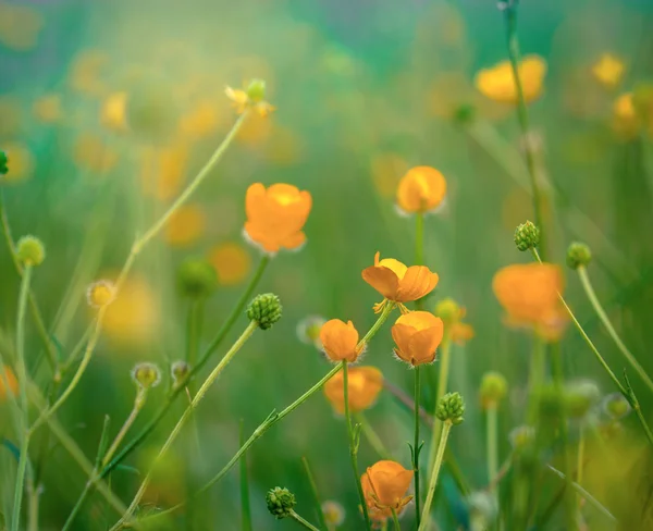 Küçük sarı çiçek baharda çiçek açan. — Stok fotoğraf