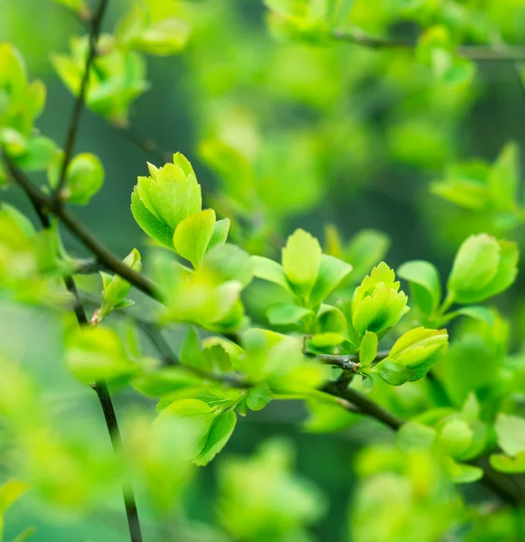 Fresh spring leaves — Stock Photo, Image