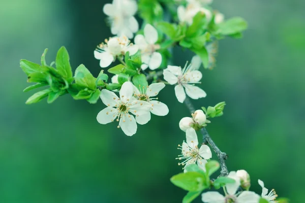 樱花-在 4 月和 5 月开花άνθη κερασιάς - ανθοφορία τον Απρίλιο και τον Μάιο — 图库照片