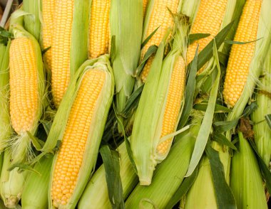 Fresh corn on cob clipart