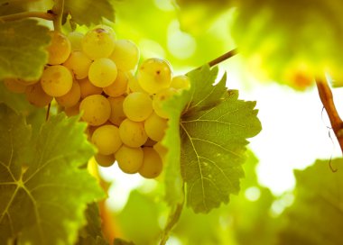 Green - white grape (Riesling) clipart