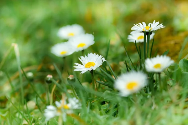 Indah Daisy di padang rumput — Stok Foto