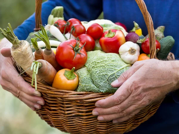 Wiklinowy koszyk jest pełna organicznych warzyw — Zdjęcie stockowe