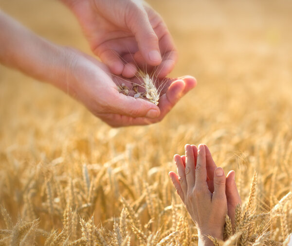 Поставщик услуг
