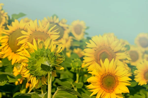 Sunflower field - sunflowers — Stock Photo, Image
