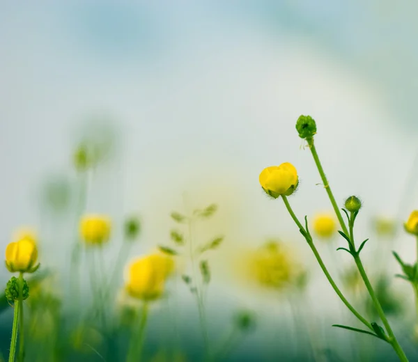Blooming little yellow flower in spring — Stock Photo, Image