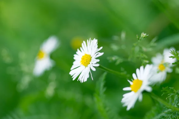 Indah Daisy di padang rumput — Stok Foto