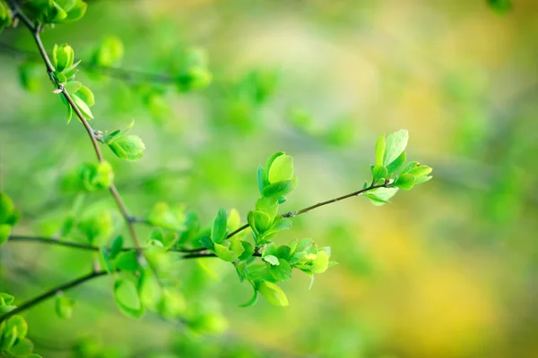 Güzel Doğa Tomurcuklanma Yaprakları — Stok fotoğraf