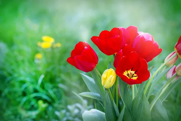 Tulipány v mé zahradě — Stock fotografie