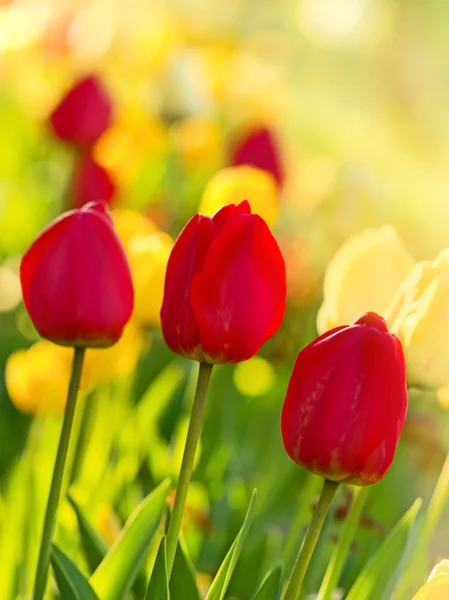 Tulips in my garden — Stock Photo, Image