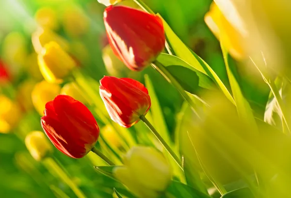 Tulips in my garden — Stock Photo, Image