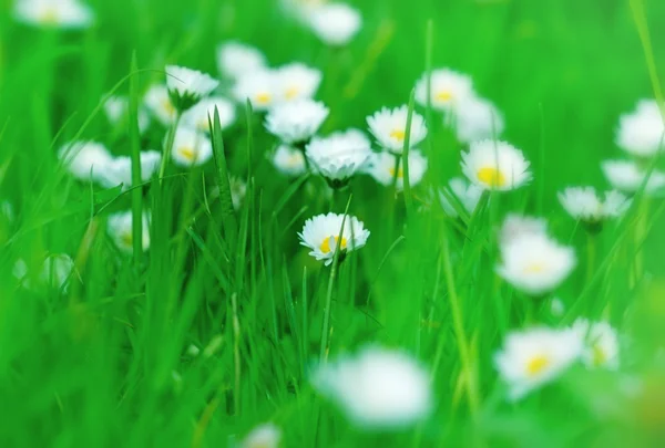Vackra daisy på en äng — Stockfoto