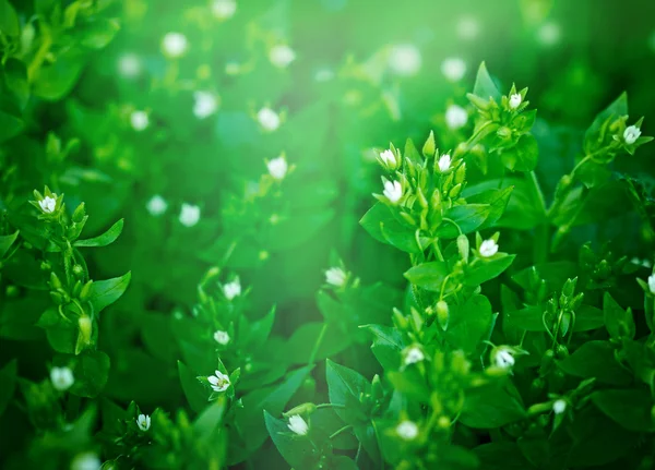 Blooming little white flower in spring — Stock Photo, Image