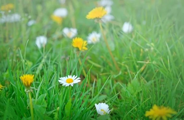 Pissenlit et marguerite dans une prairie — Photo