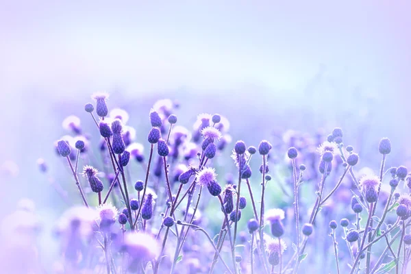 Flowering thistle - burdock — Stock Photo, Image