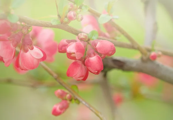 在 4 月和 5 月开花 — 图库照片