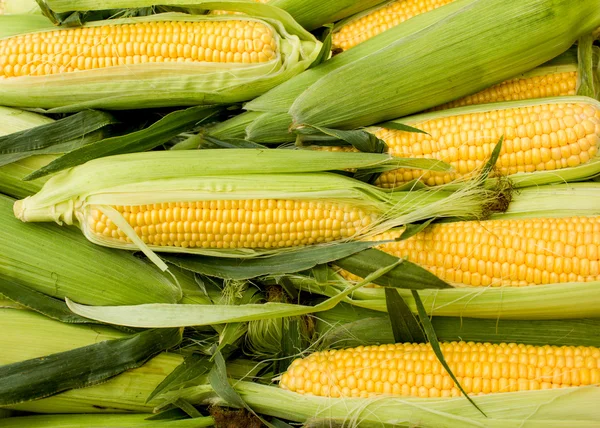 Fresh corn on cob — Stock Photo, Image