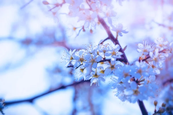 Belle floraison d'épine noire en mars et avril — Photo