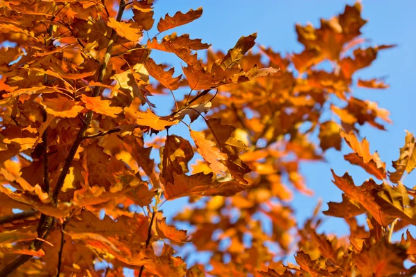 Jesienne liście - liście dębu — Zdjęcie stockowe