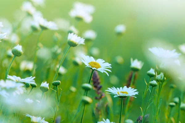 Beautiful spring daisy in spring — Stock Photo, Image