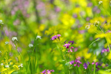 ormandaki çiçek açan kır çiçekleri