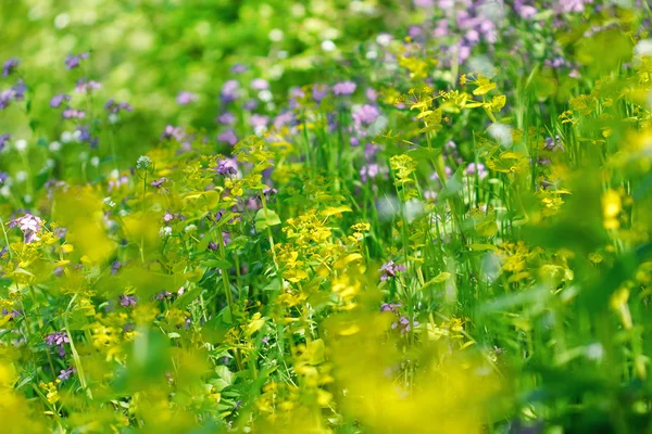 Bloeiende wilde bloemen in het forest — Stockfoto