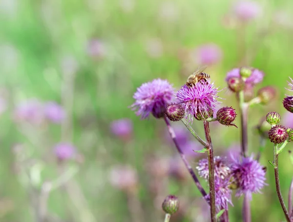 Bal arısı (arı) üzerinde bir dulavratotu - thistle — Stok fotoğraf