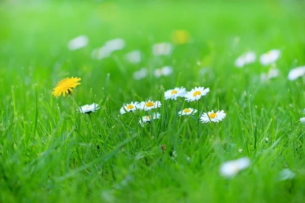 Indah musim semi daisy di musim semi — Stok Foto