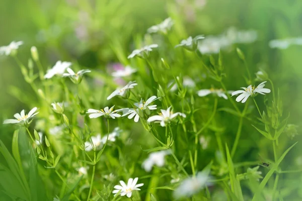 Witte bloem bloeien in het voorjaar (wild bloem) — Stockfoto