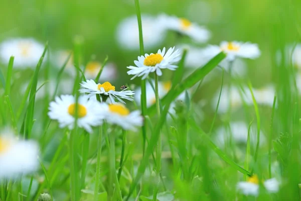 Belle marguerite printanière au printemps — Photo