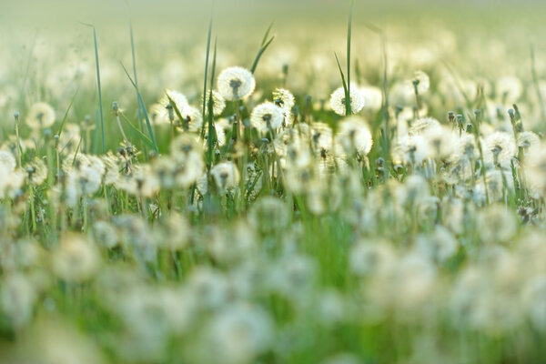 Field of dandelions