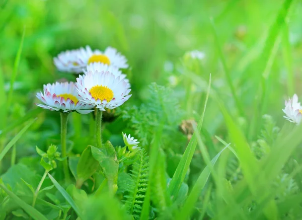 Beautiful spring daisy in spring — Stock Photo, Image