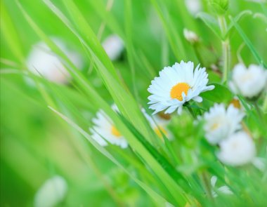 güzel küçük daisy bahar