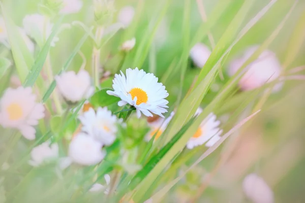 Bella margherita in primavera — Foto Stock