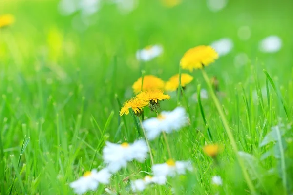 Dandelion and Daisy in the meadow — Stockfoto