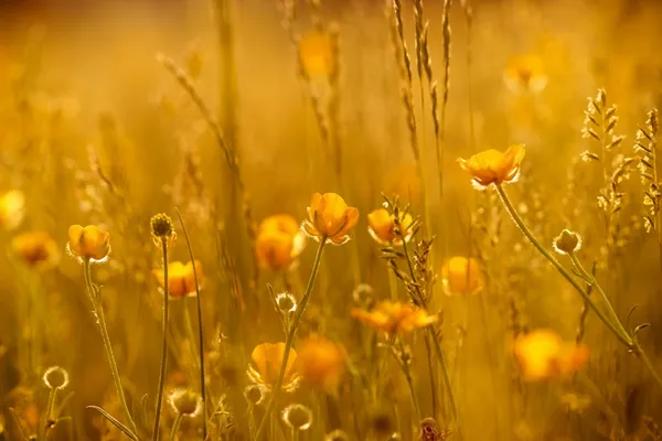 Promienie zachodzącego słońca na żółte kwiaty — Zdjęcie stockowe