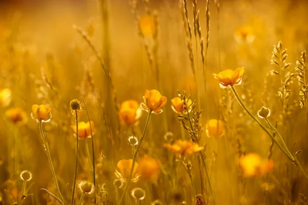 Strahlen der untergehenden Sonne auf gelben Blumen — Stockfoto